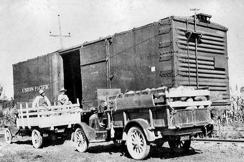 Picture of Watermelon crop in Meridian ca 1919