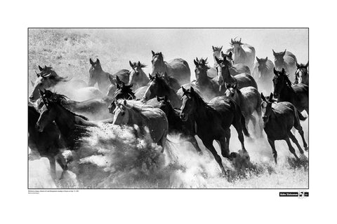 Picture of Wild Idaho Horses