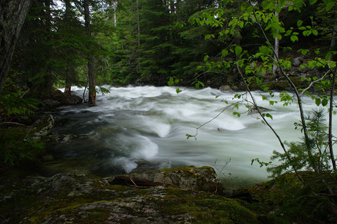 Picture of Spring on Lion Creek