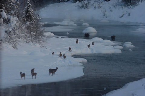 Picture of Winter on the River